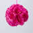 Fuchsia n'est pas disponible