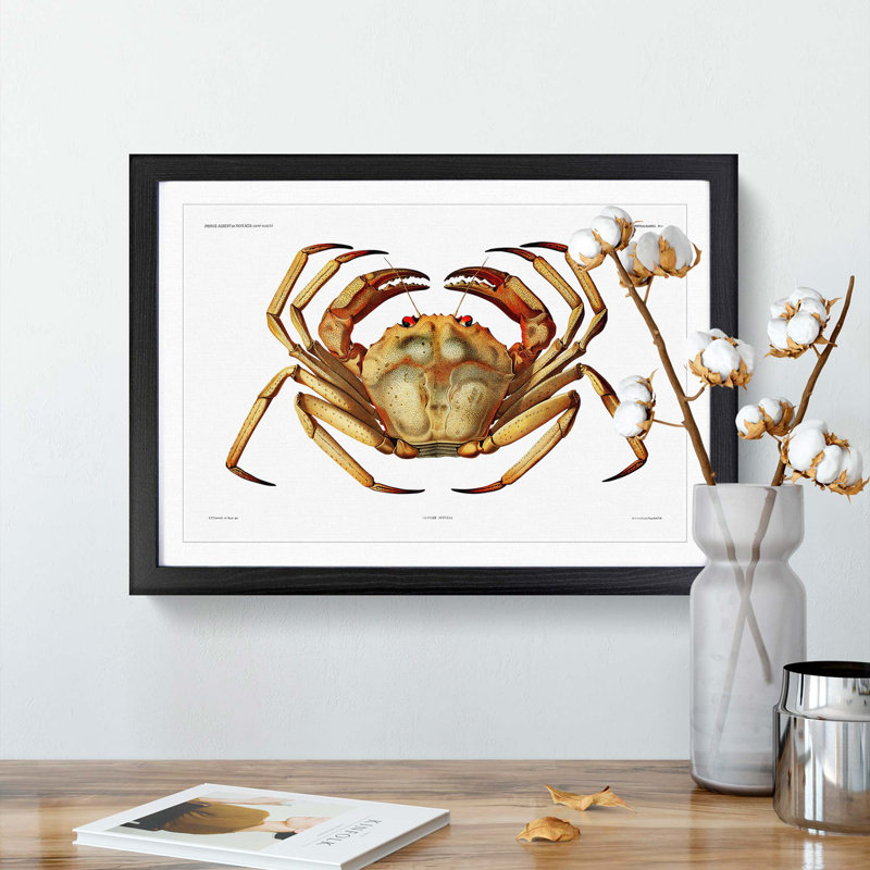 Atlantic Crab by Albert I - Picture Frame Painting Print on Paper, Black Framed, 24cm H x 33cm W x 2cm D