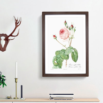Pink Cabbage Rose by Pierre-Joseph Redoute - Picture Frame Painting Print