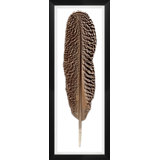 Mottled Peacock Feather 2 Print