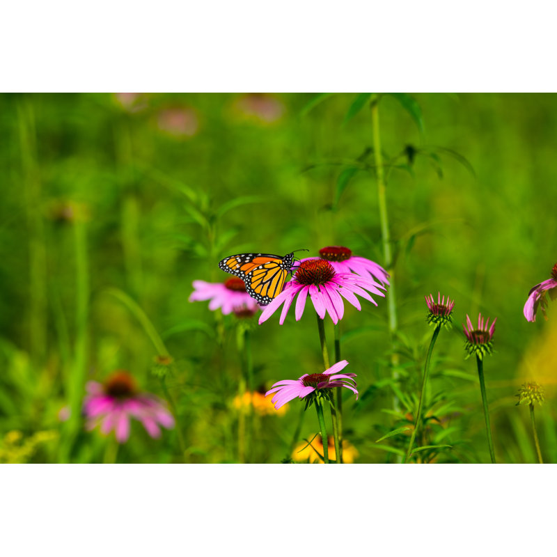 Lynnisha Monarch Butterfly - Wrapped Canvas Print, 20cm H x 30cm W x 3.8cm D
