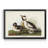 " Buffel Headed Duck "-2096719438-2096719437