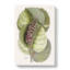 Mangrove Grape Tree & Butterfly by Mark Catesby - Wrapped Canvas-55308999