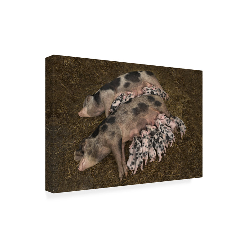 Art sur toile Gert Van Den Sœurs, H 16 po x l 24 po