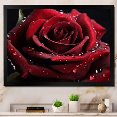" Red Rose With Raindrops II "