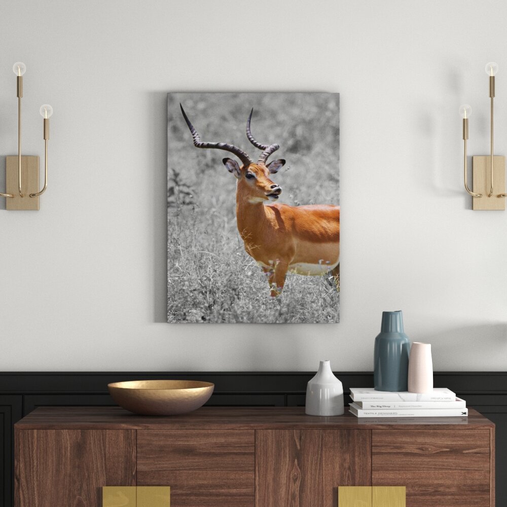 Leinwandbild Magnificent Dorcas Gazelle in Wild Grass Schwarz und Weiß