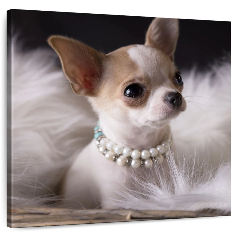 Chihuahua chic Brampt, H 24 po x l 24 po