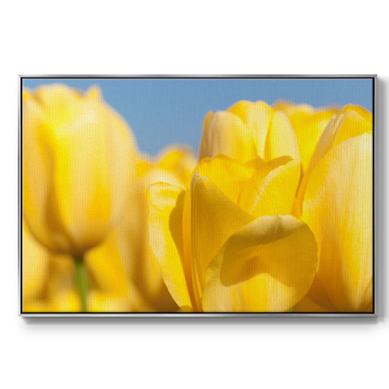 Sunshine Yellow I, reproduction d'art sur toile, H 25 po x l 37 po x P 2 po, Argent