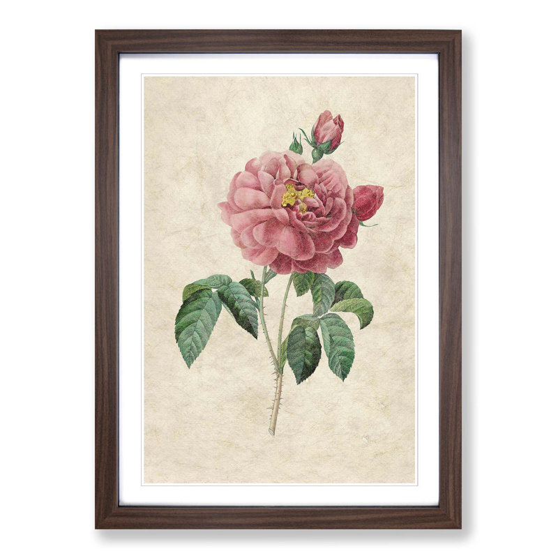 Pink Blush Cabbage Rose by Pierre-Joseph Redoute - Picture Frame Painting Print, Walnut Framed, 65cm H x 48cm W x 2cm D