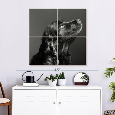 Brampt Shiny Black Dog