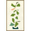 Vine Giclee Print by Susan Hable