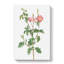 Prickly Sweet Briar Rose In Pink by Pierre-Joseph Redoute - Wrapped Canvas Print-55322409