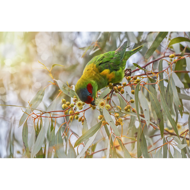 Musk Lorikeet by Tracielouise - Wrapped Canvas Print, 20cm H x 30cm W x 3.8cm D