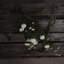 Anastasija Arrangement-836097353