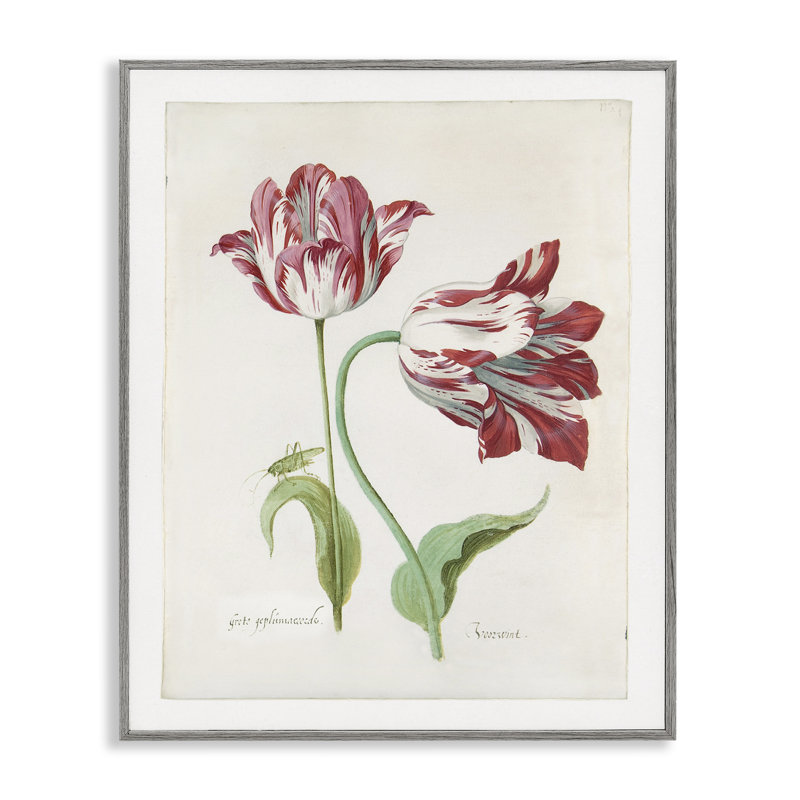 «Classic Tulip Study Gray», art de la giclée par Jacob Marrel, Estampe numérique Farmhouse, H 14 po x l 11 po
