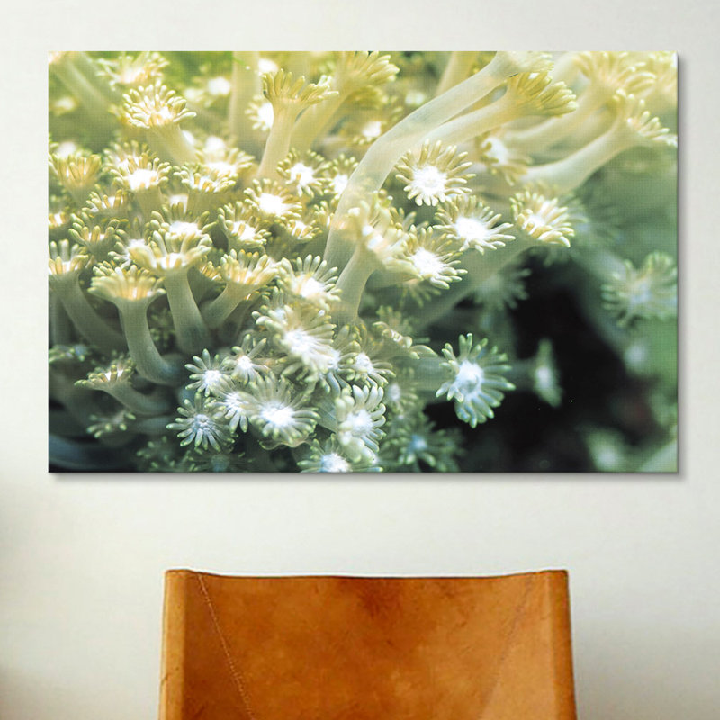 Marine et océan Goniopora corail - reproduction de photo sur toile, H 26 po x l 40 po x P 1,5 po, Toile tendue, Pas de tapis