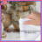 Guinea Pigs In Sweaters Comforter-125273021