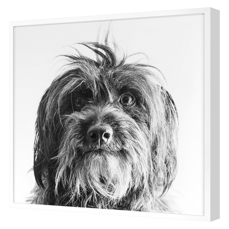 «Puppy Eyes 2» par Pearson, Victoria, H 30 po x l 30 po, Blanc