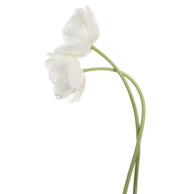 Adalin Tulip Flower On Canvas par _Vilor photograph