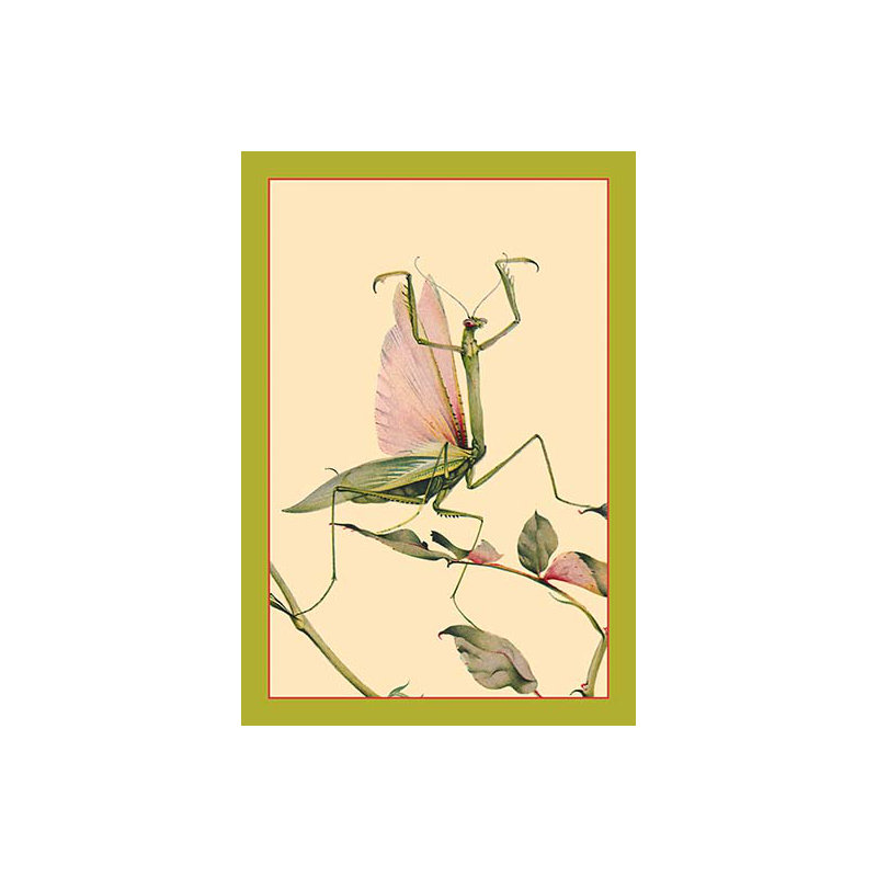 « the priant mantis » par edward detmold, impression