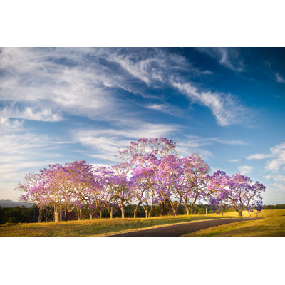 Jacaranda Trees In Flower by Turnervisual - Wrapped Canvas Print