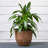 Pot Planter-1306863093