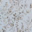 Oriana Nanjing 100% Cotton Fabric-24023579