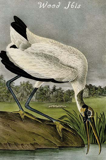 Ibis-impression d’art graphique, H 36 po x l 24 po x P 1,5 po