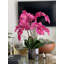 Orchidée en fleurs dans un vase-68766511