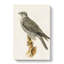 Gyrfalcon by Von Wright - Wrapped Canvas-55311955