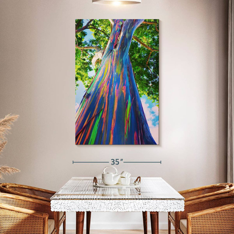 Harnek Oahu Rainbow Eucalyptus Tree, 51" H x 34" W