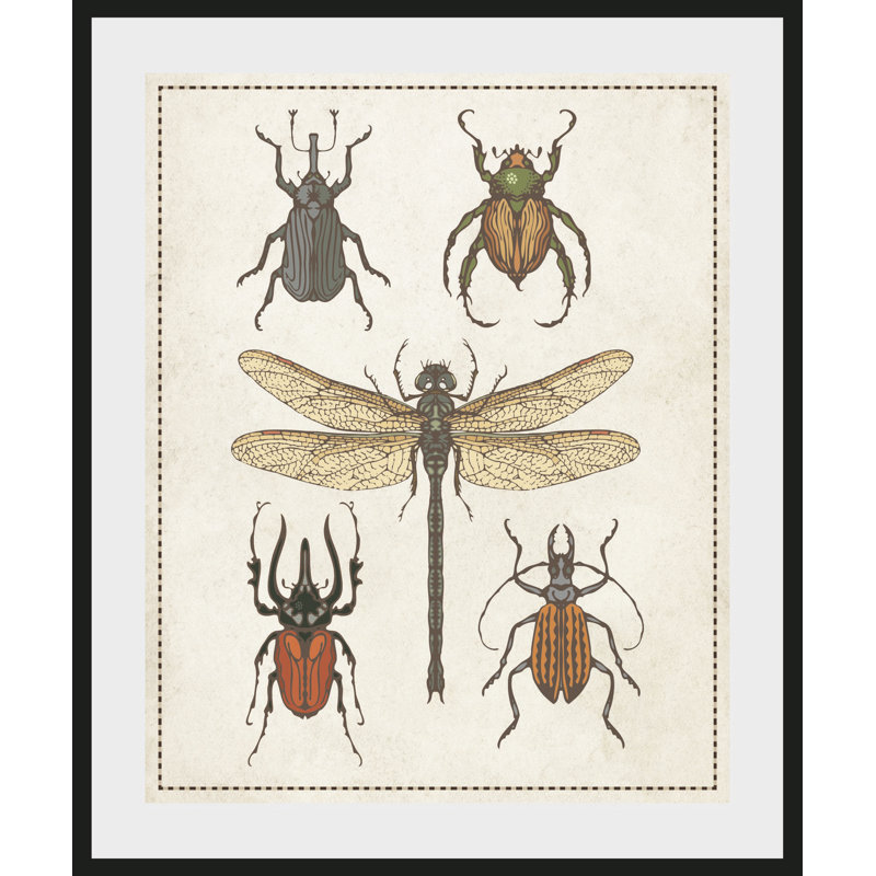 Kã¤fer - Single Picture Frame Print, 50 cm H x 60 cm W