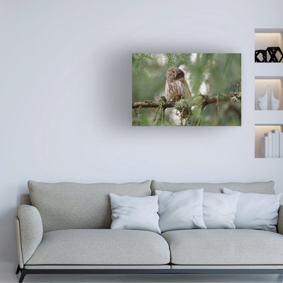 Assaf Gavra Pygmy Owl Canvas Art