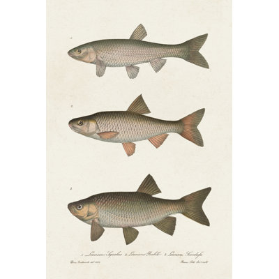 Species Of Antique Fish IV