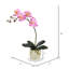 Orchids Arrangement in Pot