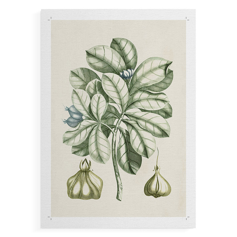Buchoz Tropicals IX - Impression sur toile seulement - SANS CADRE, H 60 po x l 40 po