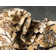 Britannia Floral Indoor Rug