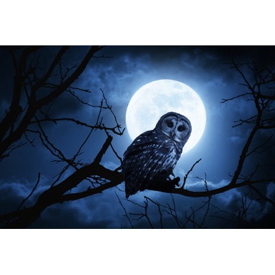 Night Owl - Wrapped Canvas Print