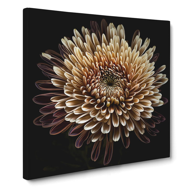 Chrysanthemum Photograph No.1 - Wrapped Canvas, 50cm H x 50cm W x 3cm D