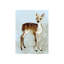 Forest Fawn I Print by Emma Brooks-26925406-26925411