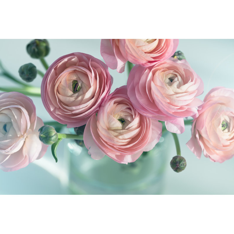 «Pink Ranunculus» par Duchesseart - photographie sur toile tendue, H 24 po x l 36 po