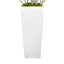 Arbre Dracaena en pot de fibres