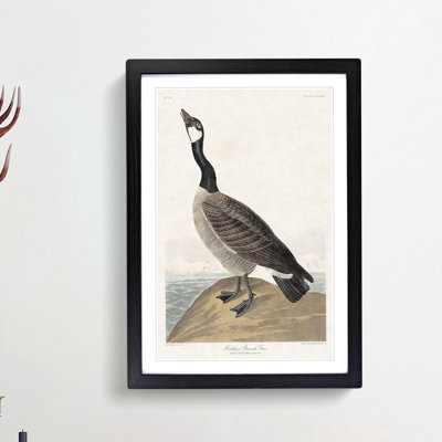 Hutchins Barnacle Goose by John Audubon - Framed Print