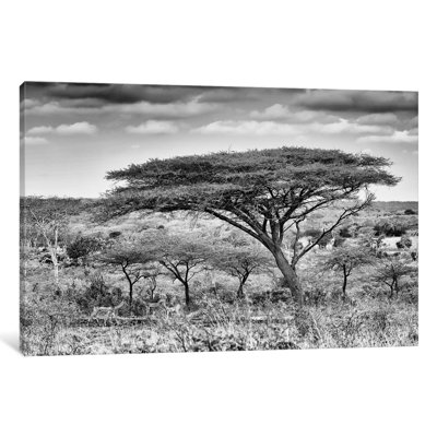 « isard south africa series », reproduction de photo horizontale sur toile tendue