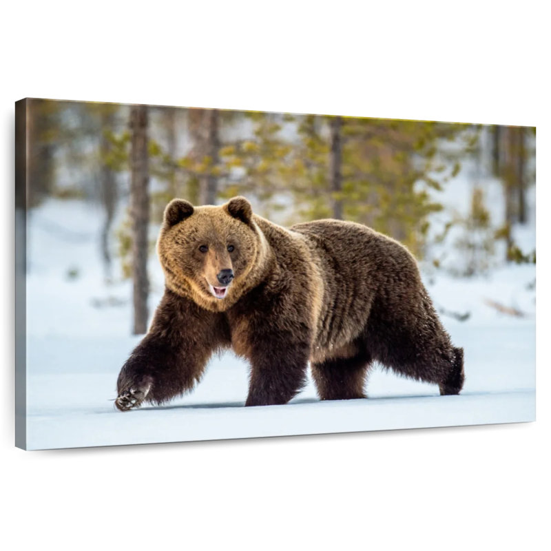 Adulte grizzly, H 26 po x l 39 po