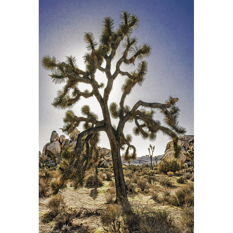 Vue de l'arbre Joshua I, H 30 po x l 20 po x P 1,25 po