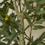 157cm Plant