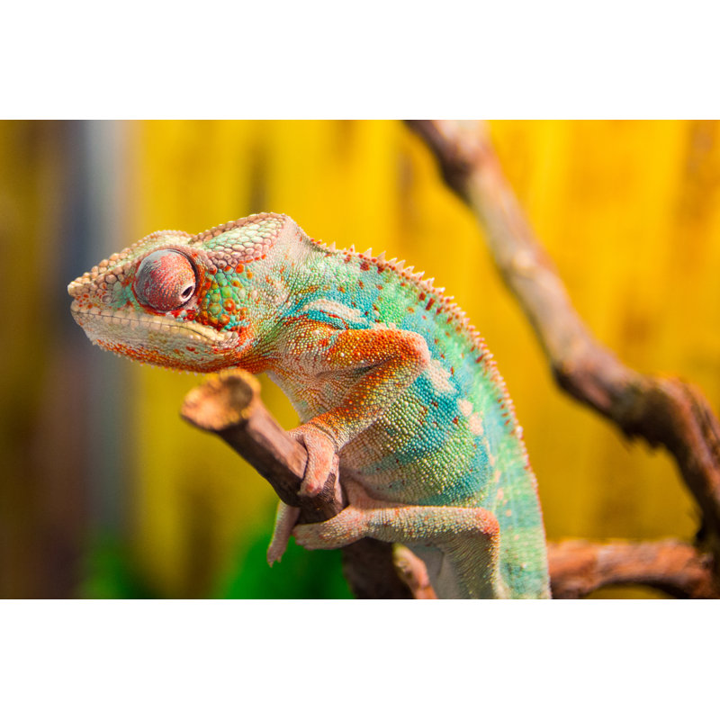 Chameleon On Branch by Vladimir Kokorin - Wrapped Canvas Print, 81.28cm H x 121.92cm W