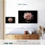 Rose œillet Harnek-108700741