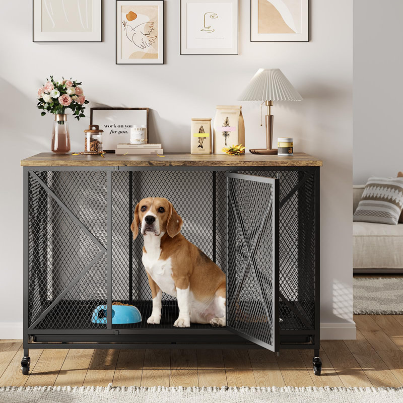 Dog House
